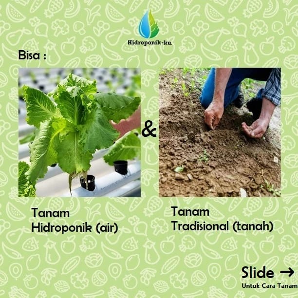 East West Seed Cap Panah Merah Dewata 43 F1