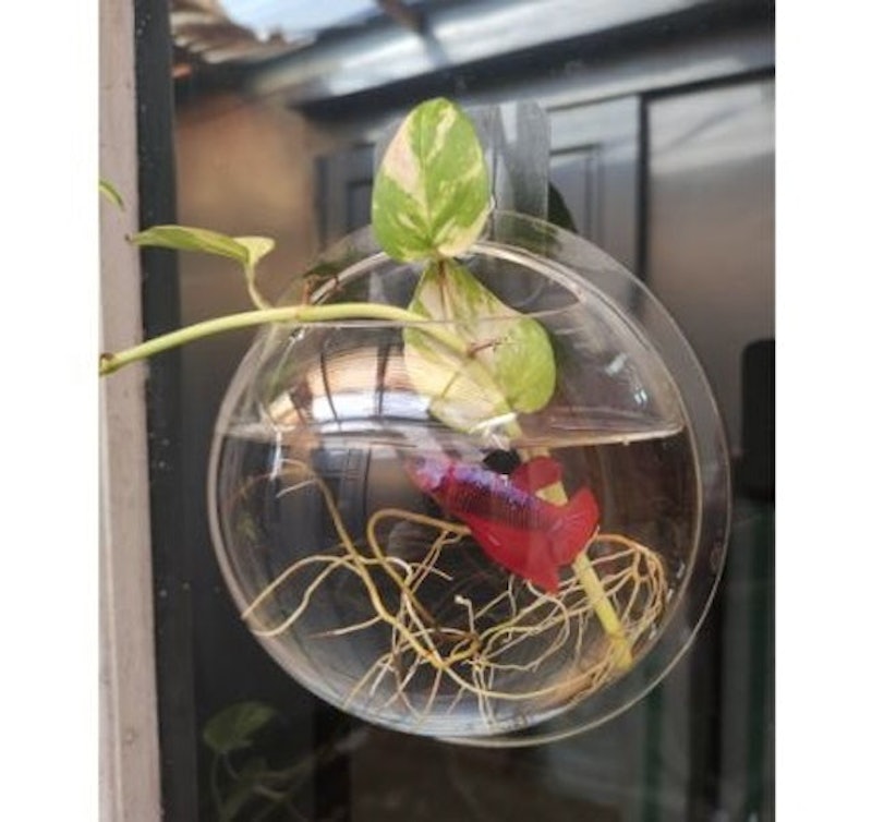 Acrylic Wall Aquarium 3