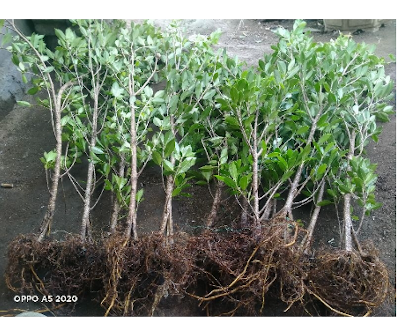 Bibit Bonsai Kimeng Pecah Batang 3