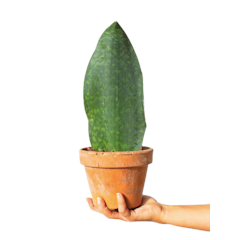 Sansevieria masoniana