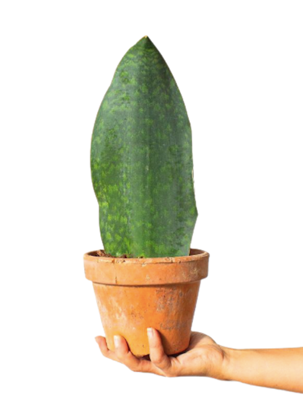 Sansevieria masoniana 1