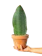 Sansevieria masoniana 1