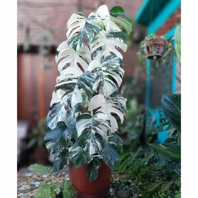  Monstera deliciosa variegata