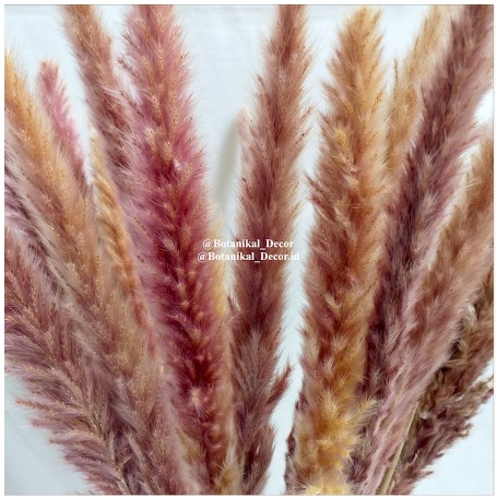 Dried Pampas Natural 4