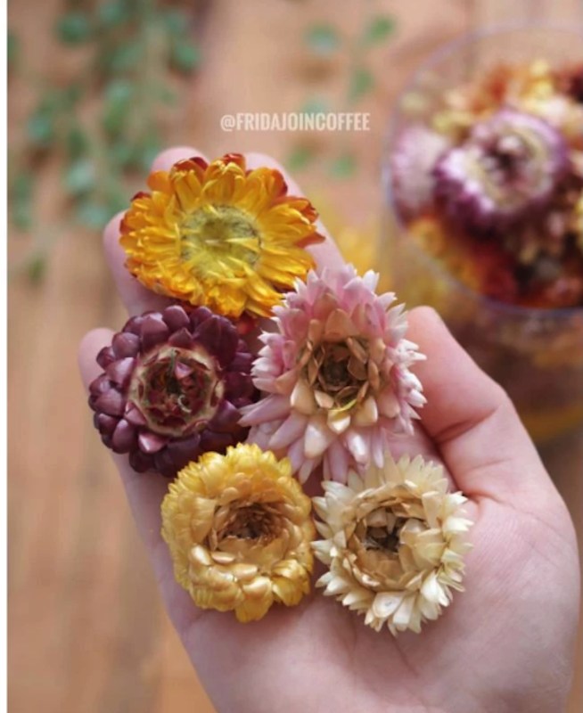 CHRYSTEA Colourful Chrysanthemum Tea Sachet 3