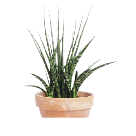 Sansevieria cylindrica 1