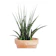 null Sansevieria cylindrica 1