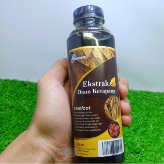 Ekstrak Daun Ketapang 3