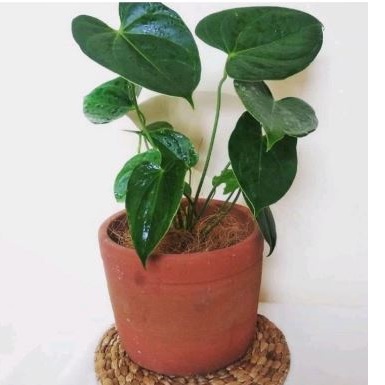 Anthurium Andraeanum