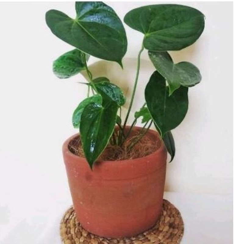 Anthurium Andraeanum 2