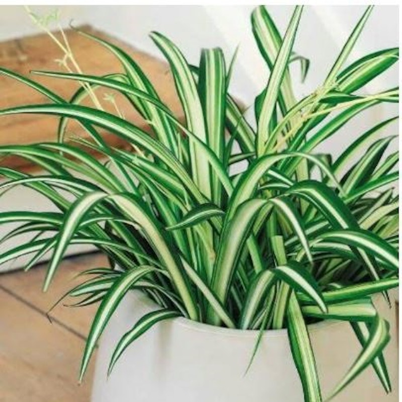 Lily Paris (Chlorophytum comosum) 5