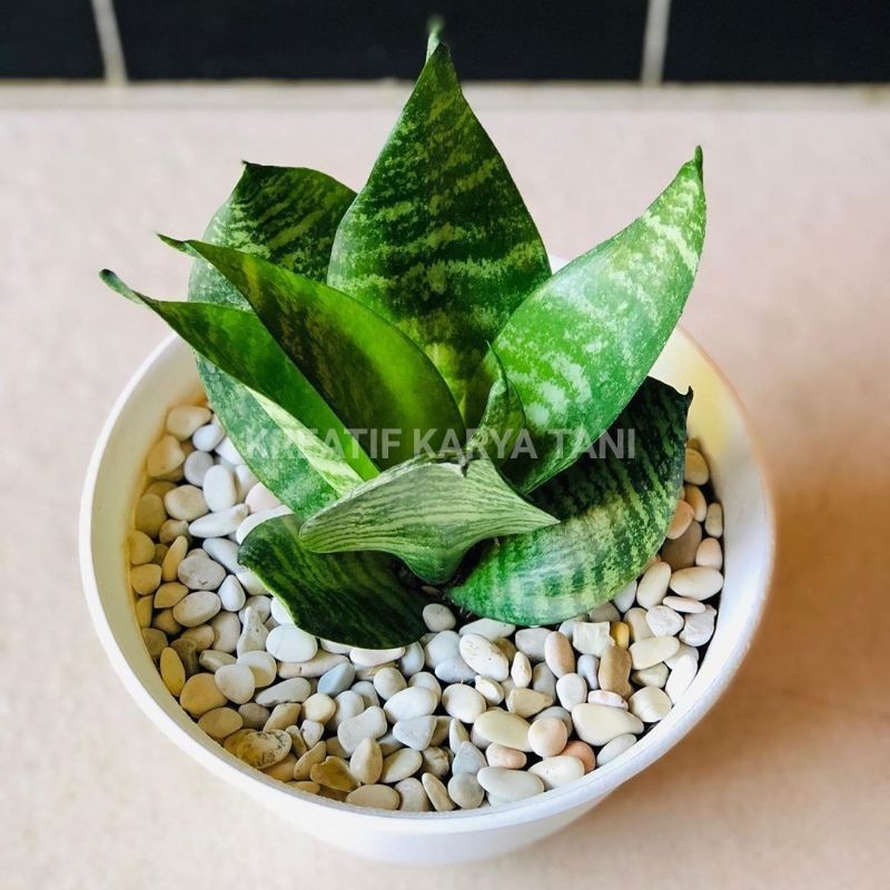 Sansivera Mini Hijau Kodok 4