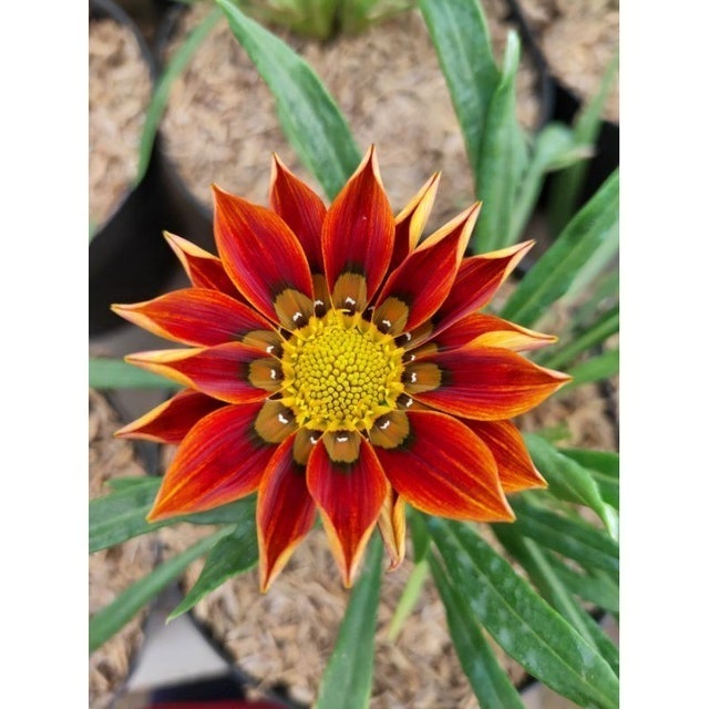 Bunga Matahari Gazania