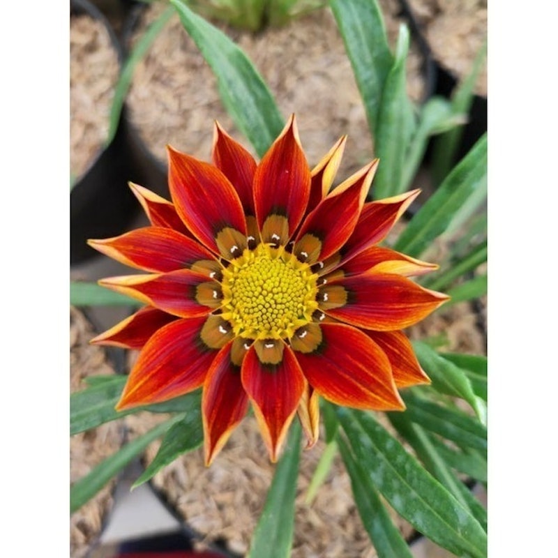 Bunga Matahari Gazania 3