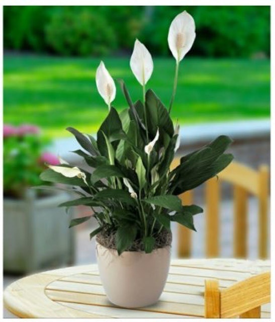  Bibit Bunga Peace Lily