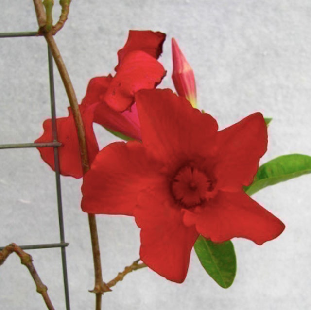  Mandevilla Merah