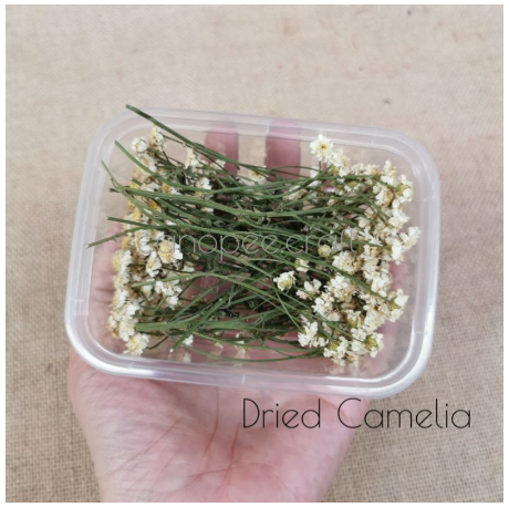 Mini Dried Flower 2