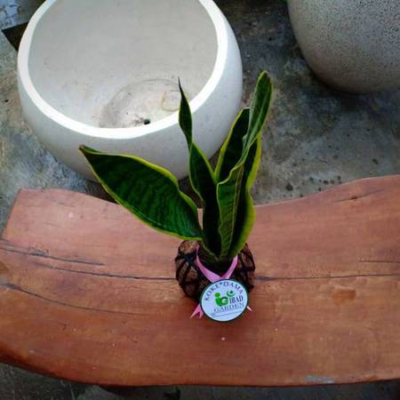 Sansevieria trifasciata 'Laurentii' 3