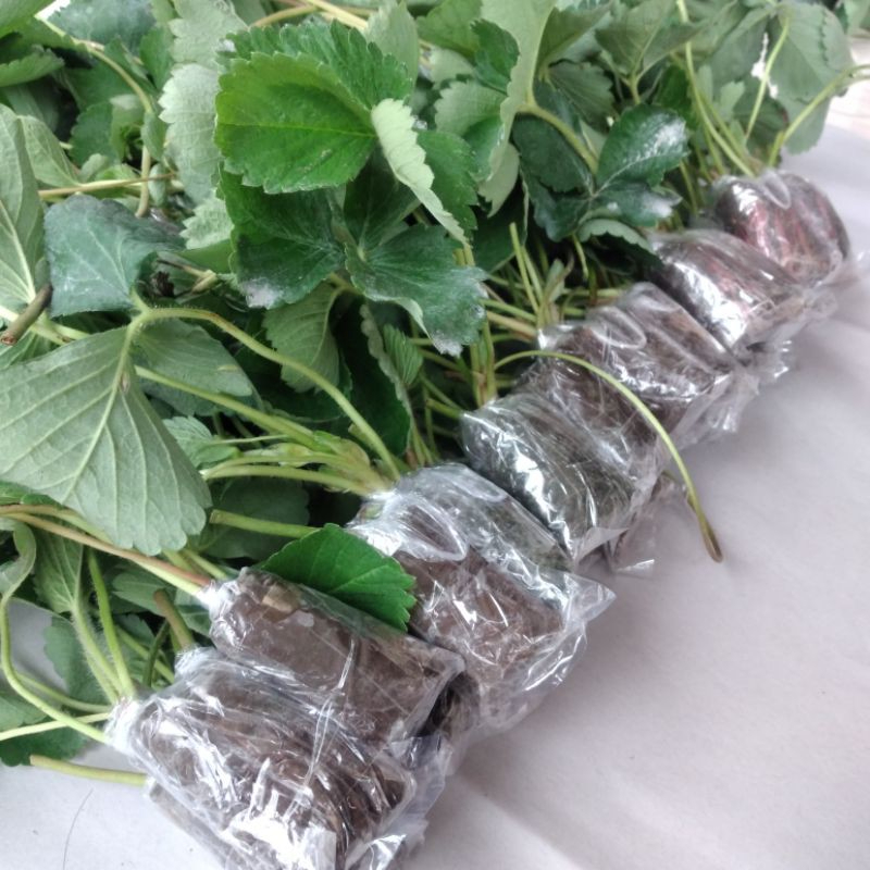  Bibit Strawberry Kalibret (Kelly Bright)