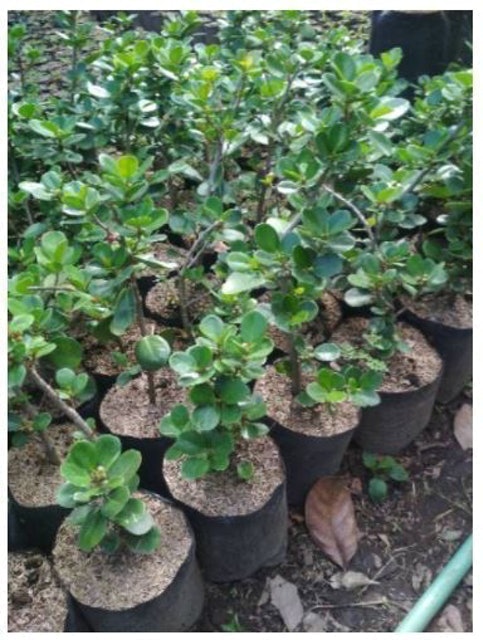  Bakalan Bonsai Beringin Dolar 