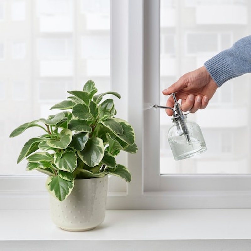 SESAMFRÖN Plant Mister 3