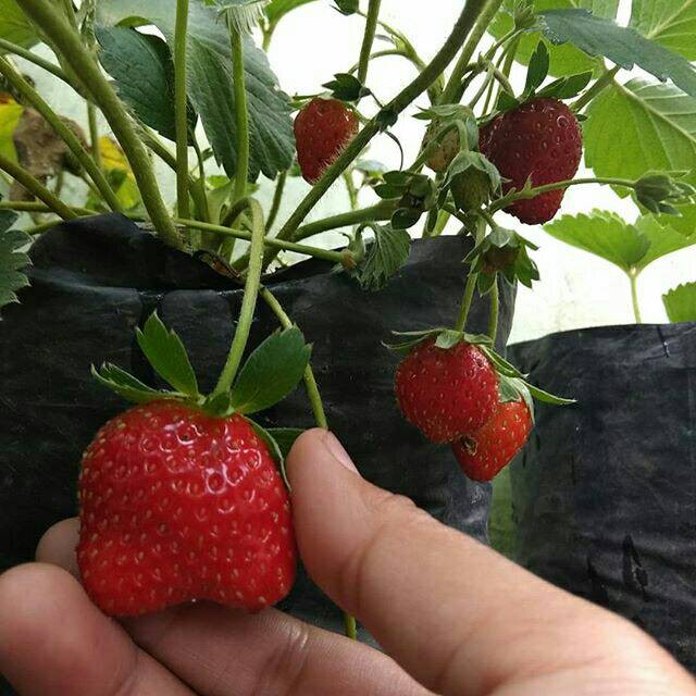  Bibit Strawberry Sweet Charlie