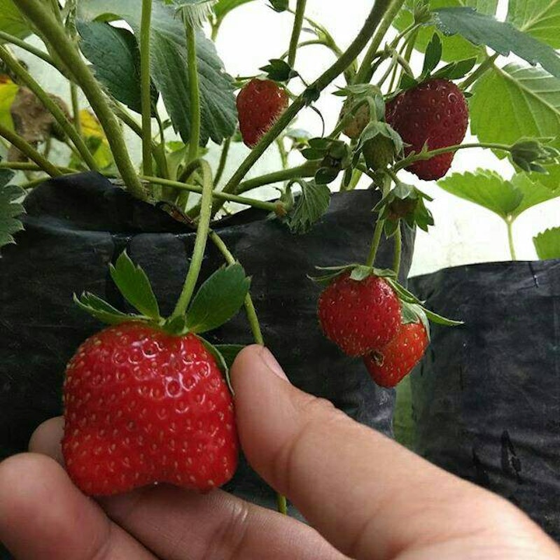 Bibit Strawberry Sweet Charlie 4