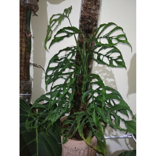  Monstera obliqua