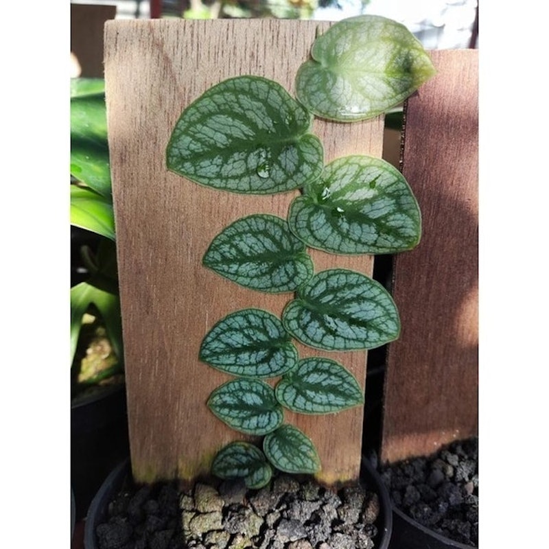 Monstera dubia 4