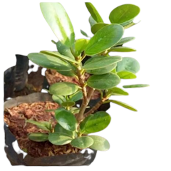 Bahan Bonsai Beringin Dolar / Beringin Korea