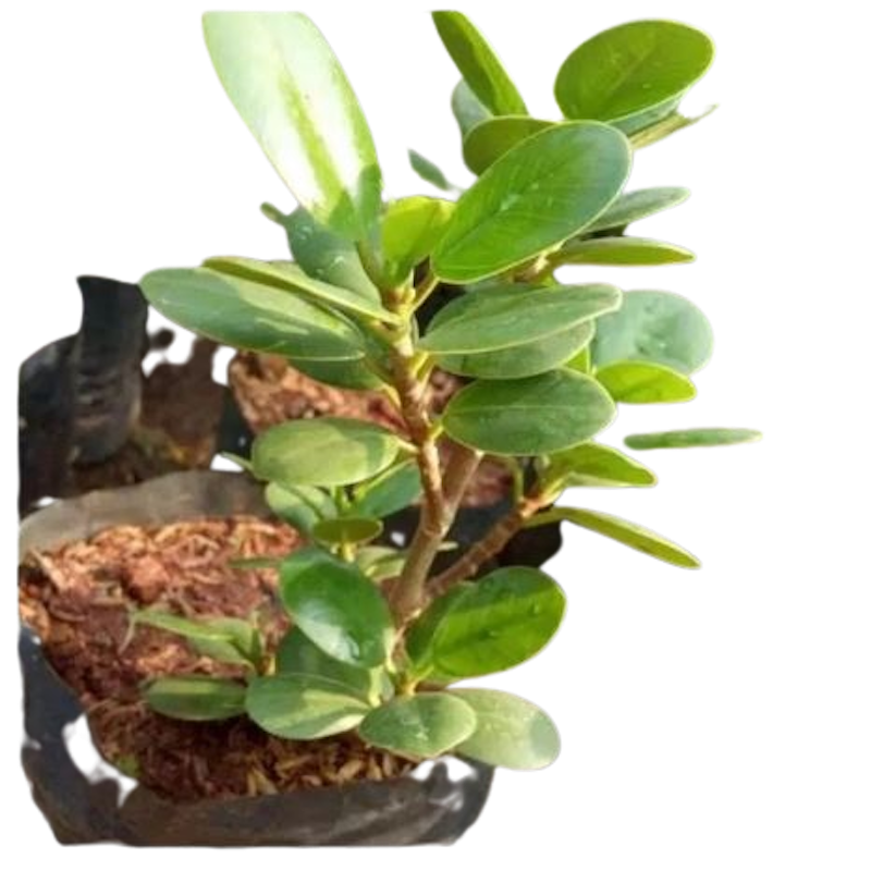 Bahan Bonsai Beringin Dolar / Beringin Korea 1