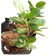 Bahan Bonsai Beringin Dolar / Beringin Korea 1