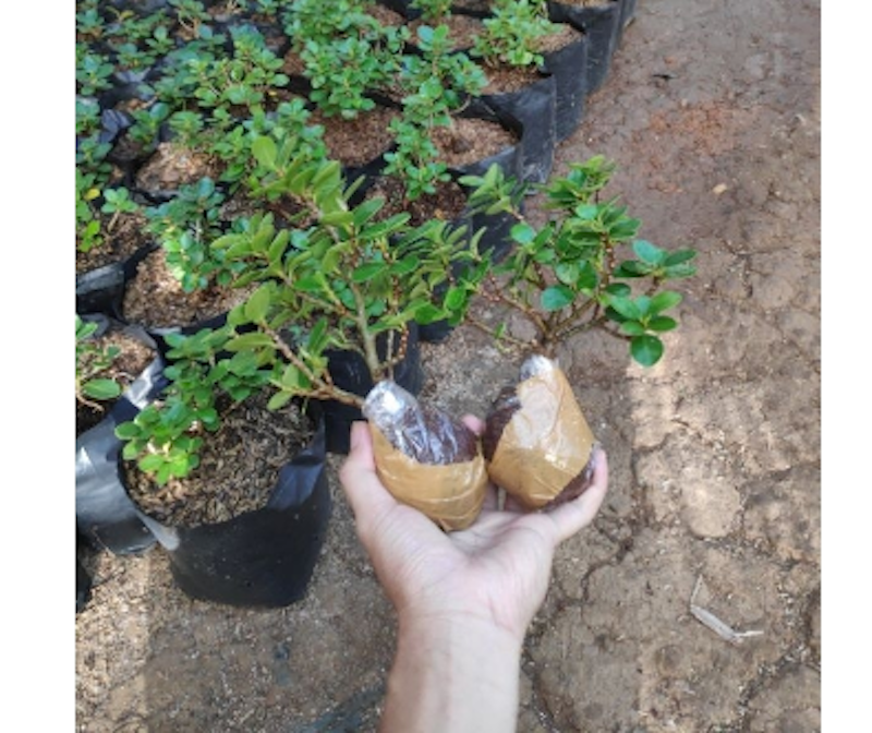 Bibit Bonsai Dolar Mikro Mangkok 3