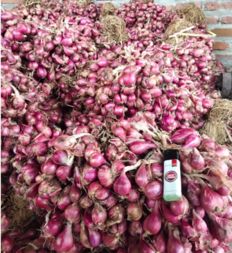 Bibit Bawang Merah Tajuk