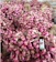 Bibit Bawang Merah Tajuk 1