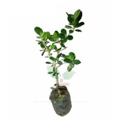 Bonsai Beringin Dolar