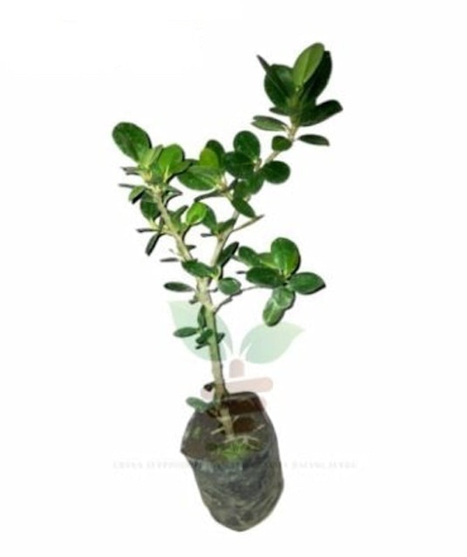 Bonsai Beringin Dolar 1