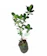 Bonsai Beringin Dolar 1