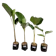 Cuban Cigar 1