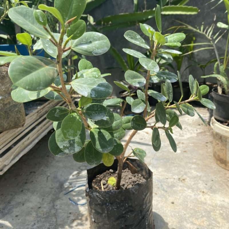 Bonsai Beringin Dolar 2
