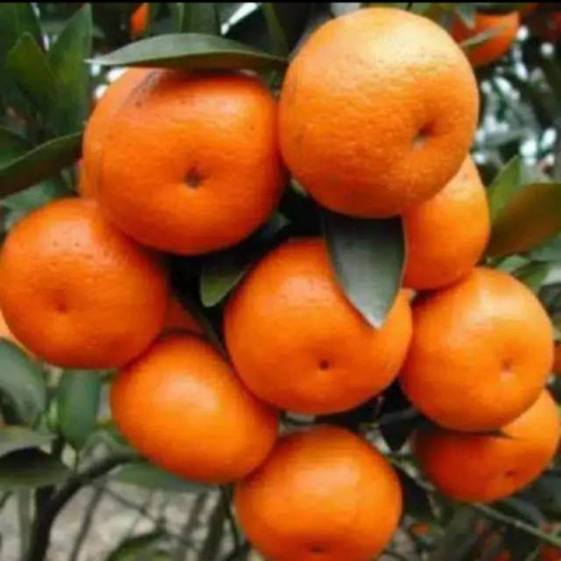 Bibit Jeruk Santang Madu Super