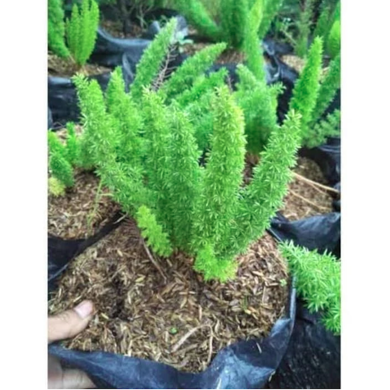Cemara Ekor Tupai 2