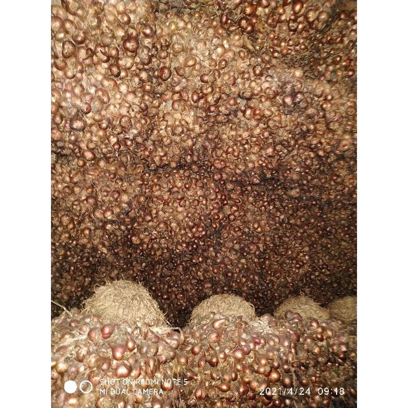 Bibit Bawang Merah Biru Lancor 1