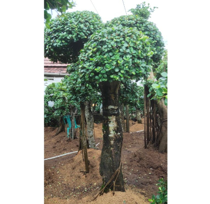  Bonsai Beringin Korea