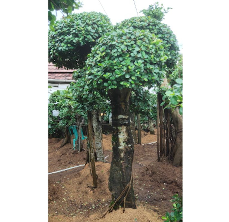 Bonsai Beringin Korea 2