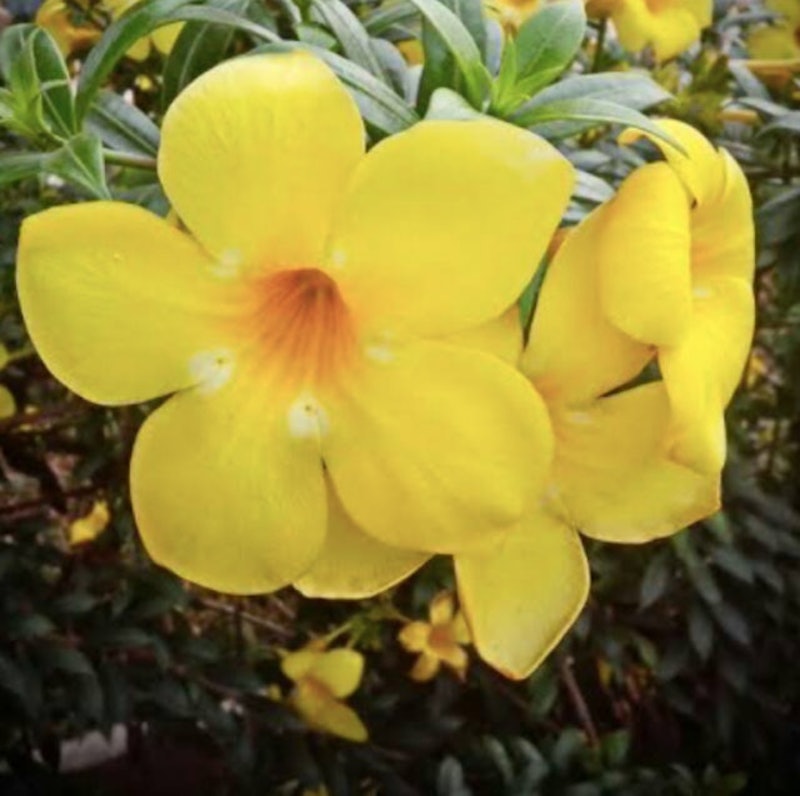 Alamanda Kuning 2