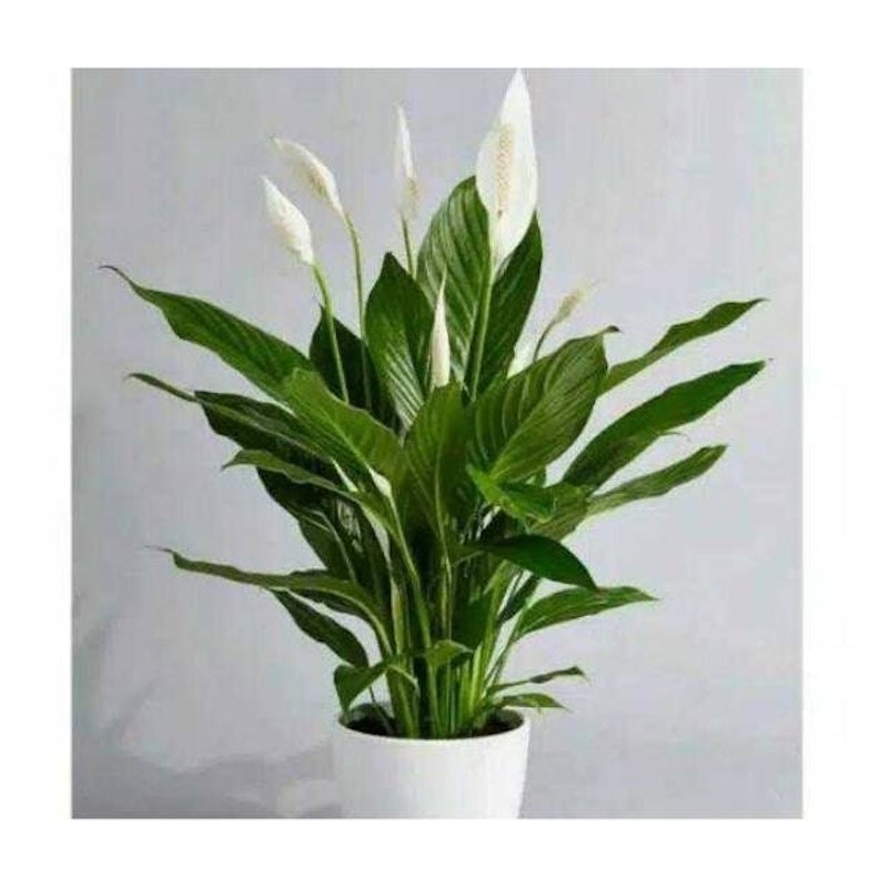 Bibit Bunga Peace Lily 1
