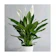 Bibit Bunga Peace Lily 1