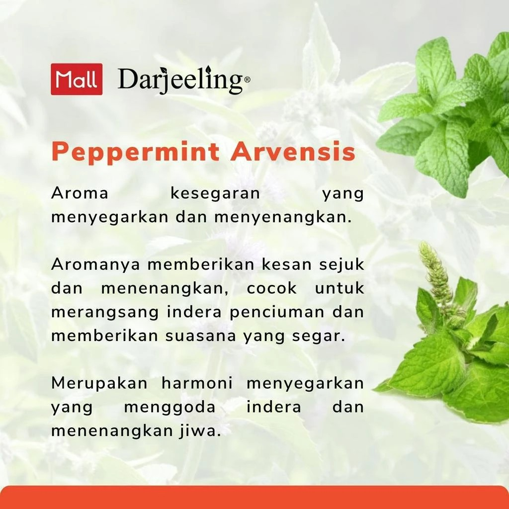 Darjeeling Sembrani Aroma Darjeeling Peppermint Arvensis Essential Oil