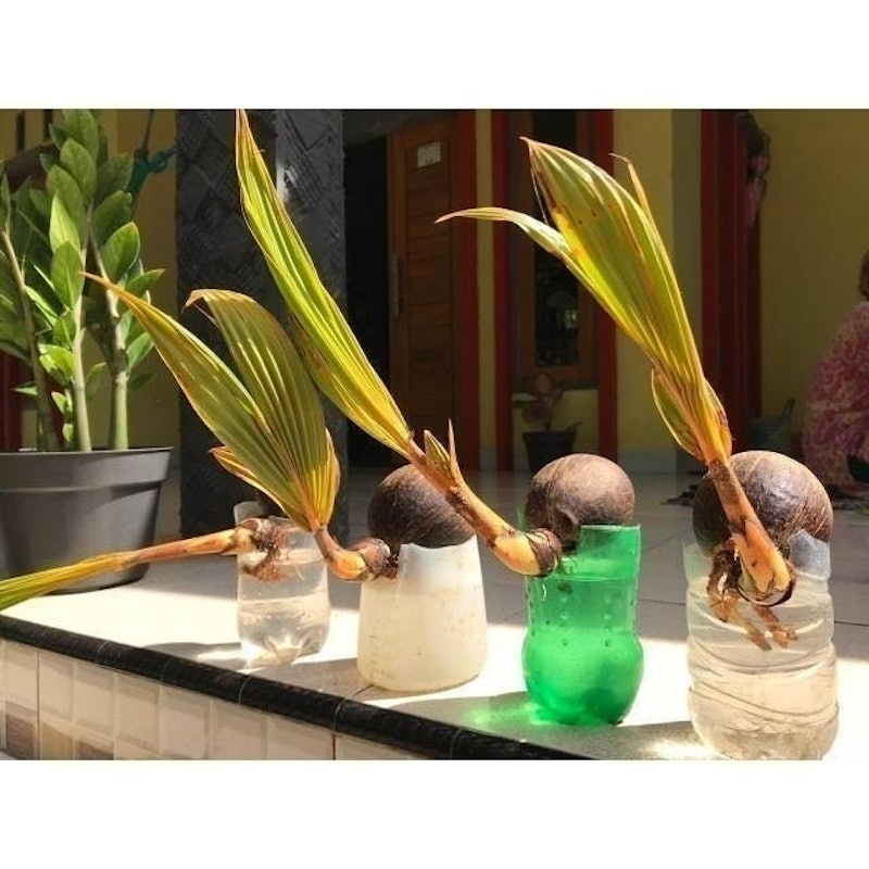 Bonsai Kelapa Gading Kuning 2